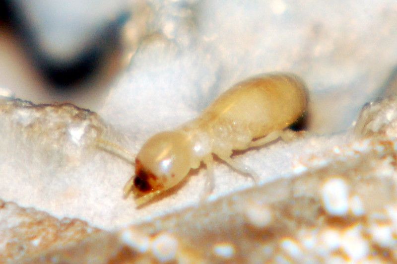 Dunrite Termite Pest Control Fun Facts Dunrite Termites Pest Control Dunrite Termite Pest Control Fun Facts
