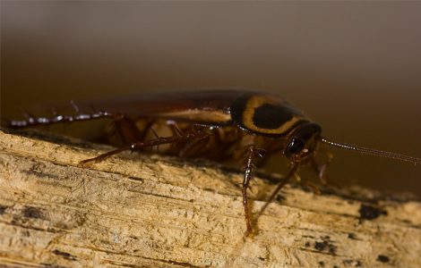 Dunrite Cockroach Pest Control Fun Facts Dunrite Termites Pest Control Dunrite Cockroach Pest Control Fun Facts