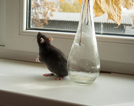 Dunrite Mouse Rodents Fun Facts Dunrite Termites Pest Control Dunrite Mouse Rodents Fun Facts