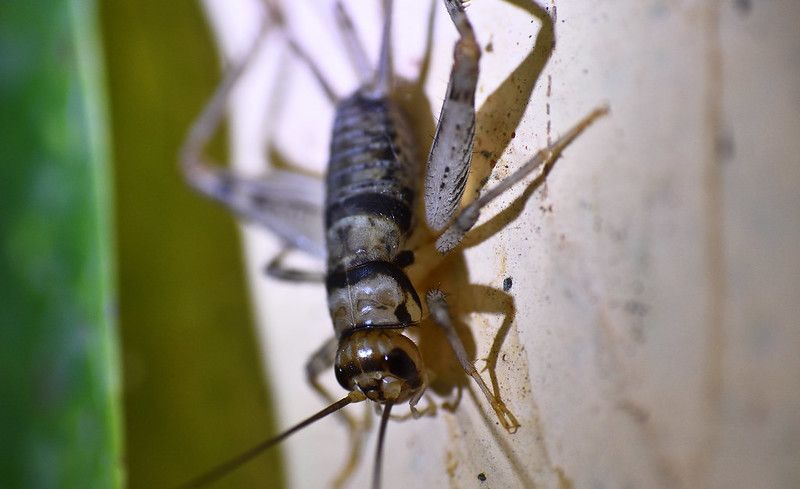 Dunrite Pest Control Fun Facts Dunrite Termites Pest Control Dunrite Pest Control Fun Facts