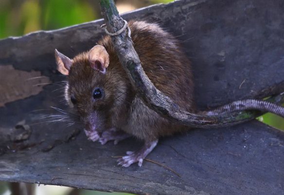 Dunrite Rodents Fun Facts Dunrite Termites Pest Control Dunrite Rodents Fun Facts