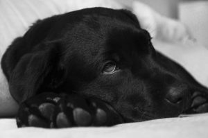 Dunrite Dog Image