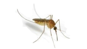 Dunrite Pest Control for Mosquitoes
