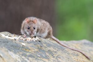 Dunrite Brown Rat