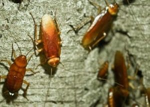 Dunrite Cockroaches