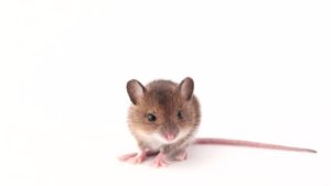Dunrite Mouse Control