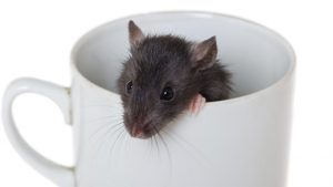 Dunrite Rodent