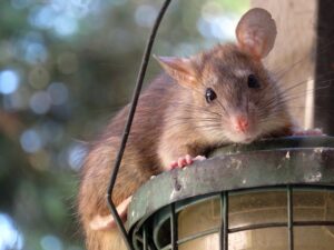 Dunrite Roof Rats