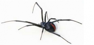 Dunrite Redback Spider