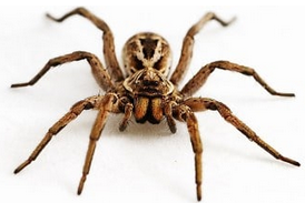 Dunrite Spider Eradication