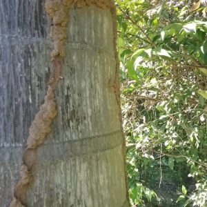 Dunrite Active Termites Outdoors