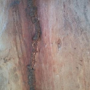 Dunrite Evidence of Active Termites