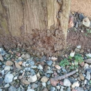 Dunrite Live Termites and Activity