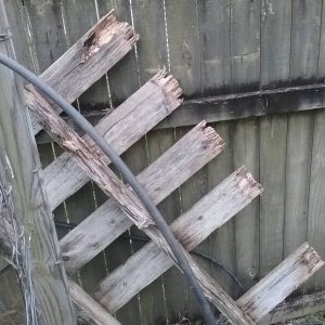 Dunrite Termite Damage Identified by Garth