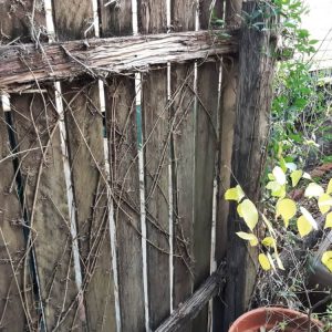 Dunrite Termite Damage Identified by Wayne