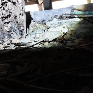 Dunrite Termite Damage Underneath House