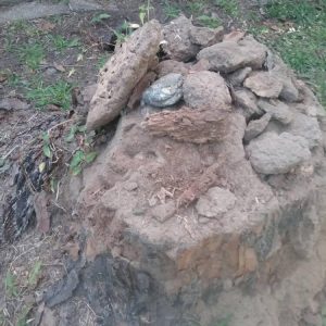 Dunrite Termite Damage in Yard