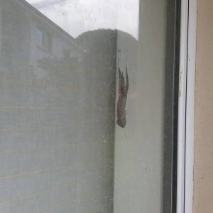 Dunrite Termite Damage to Window