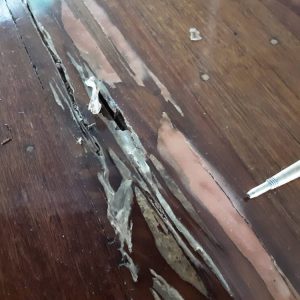 Dunrite Termite Damage to Wooden Floor