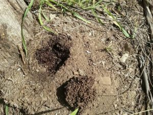 Dunrite Termite Mound Nest