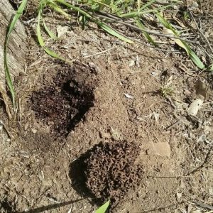 Dunrite Termite Mound Nest
