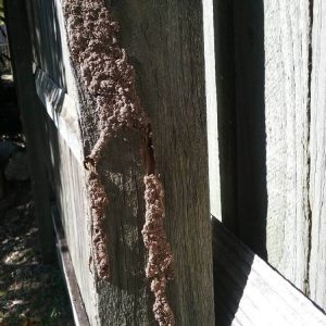 Dunrite Termite Mud Tubes