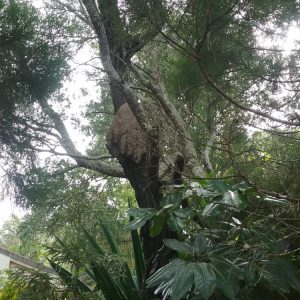 Dunrite Termite Nest