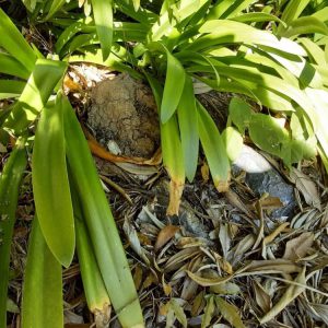 Dunrite Termite Nest Closeup