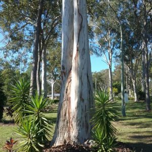 Dunrite Termites Working in Palm Tree