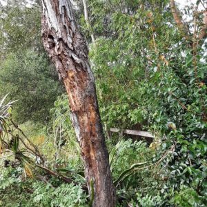Dunrite Trees