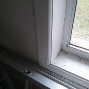 Dunrite Window Damage from Termites