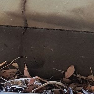 Dunrite Termite Pest Control