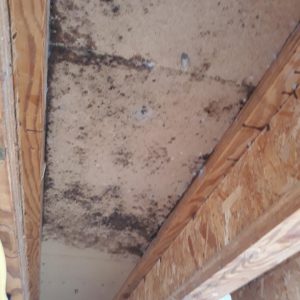 Dunrite Mould Under House
