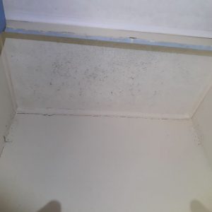 Dunrite Mould and Contamination