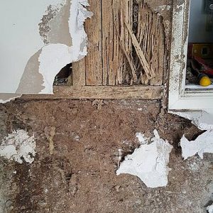 Dunrite Termite Damage