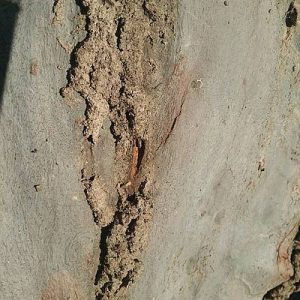 Dunrite Wayne Active in Flagstone