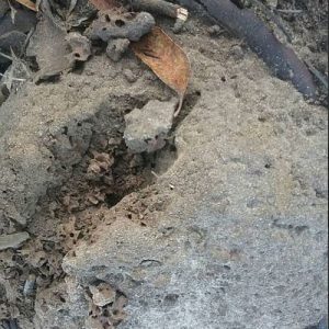 Dunrite Active Termites