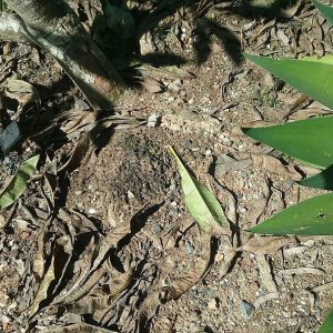 Dunrite Active Termites in Garden Soil