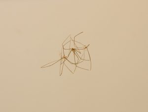 dunrite daddy long legs
