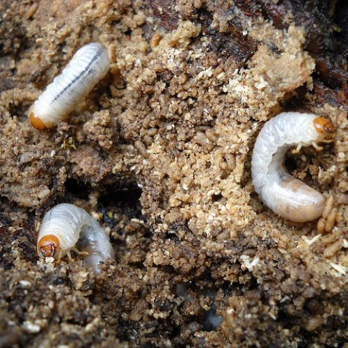 Lawn Grubs - Dunrite Termites & Pest Control