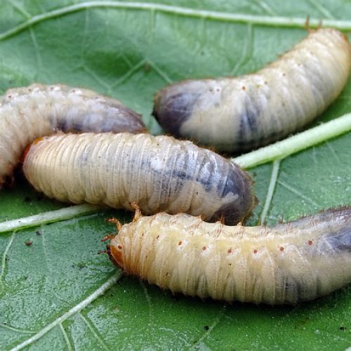 Dunrite White Lawn Grubs