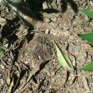Dunrite Ground and Soil