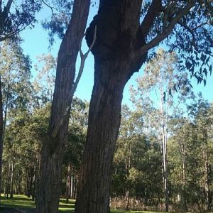 Dunrite Termite Nest in Yard