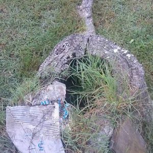Dunrite Termite Damage in Backyard