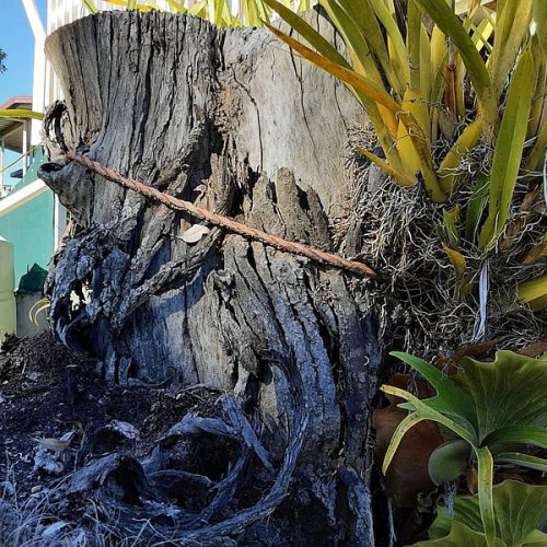 Dunrite Damage From Termites