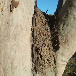 Dunrite Termites in Tree