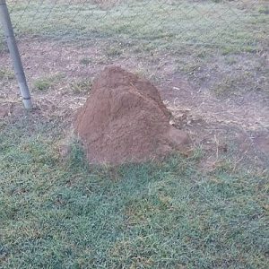 Dunrite Termite Mound in Yard
