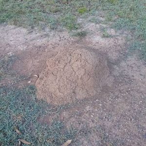 Dunrite Termite Mound