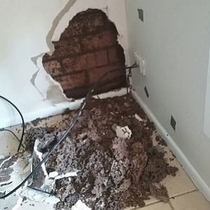 Dunrite Termite Nest in Wagner