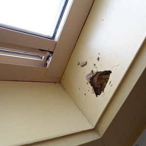 Dunrite Window Termite Damage